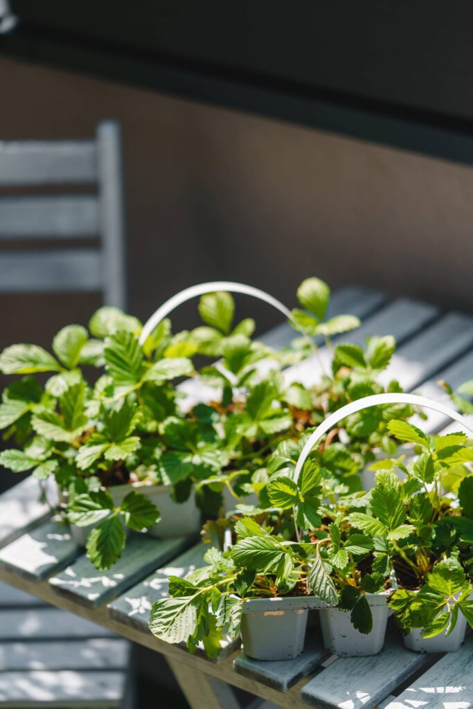 Small Strawberry Seedlings Ready for Transplanting Free Photo