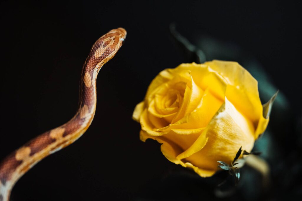 Snake and Yellow Rose Free Photo