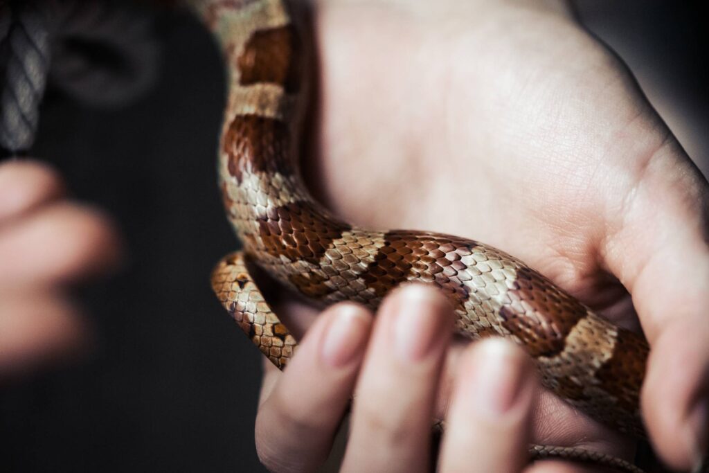 Snake in a Hand Free Photo