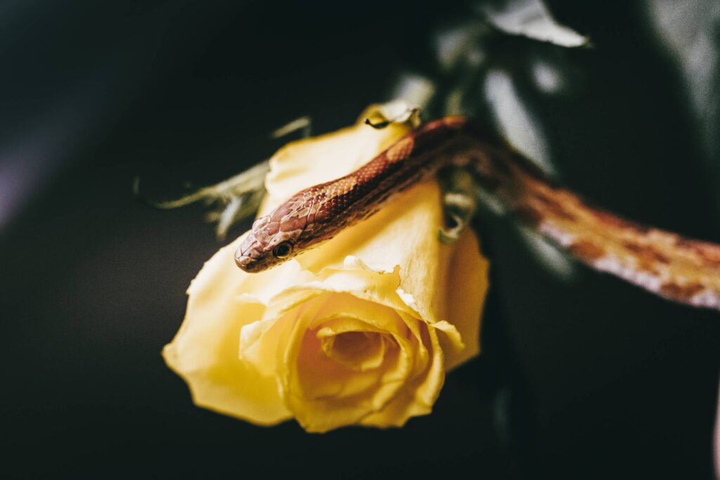 Snake on Yellow Rose Free Photo