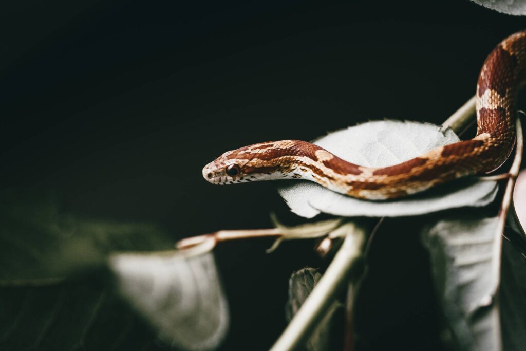 Snake Slithering on the Leaf Free Photo