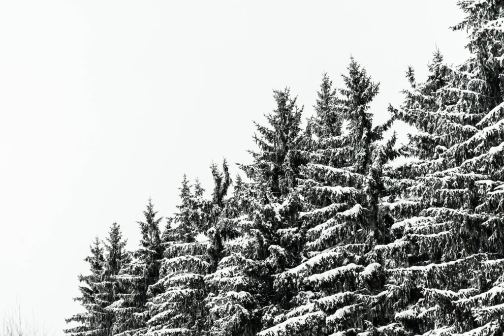 Snow Covered Conifer Forest Treetops Free Photo