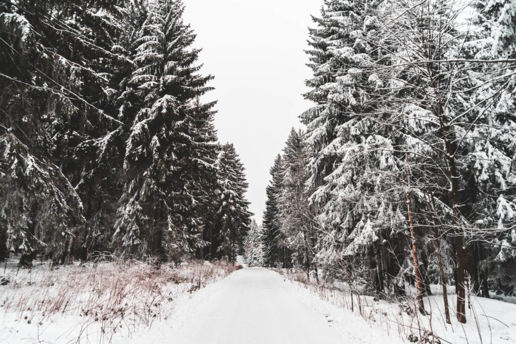 Snow Covered Road and Trees Free Photo