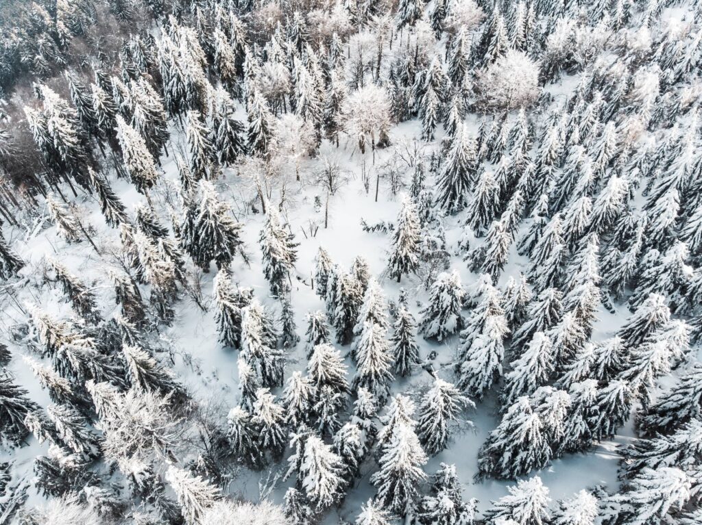 Snow Forest Aerial Free Photo