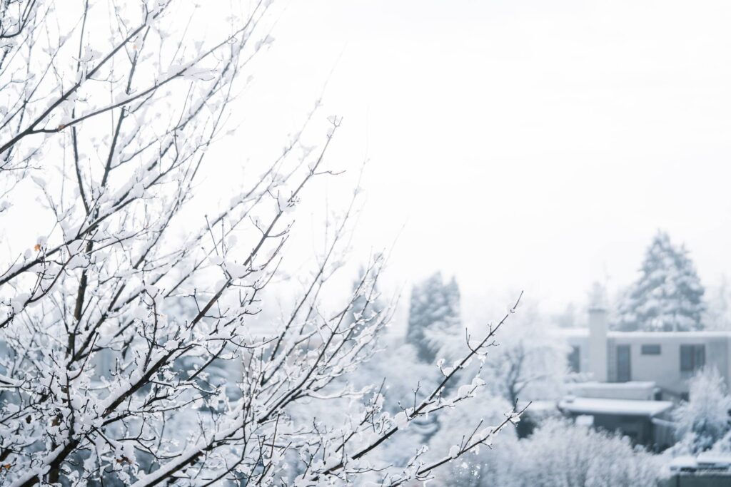 Snow on Trees in a Town Close Up Free Photo