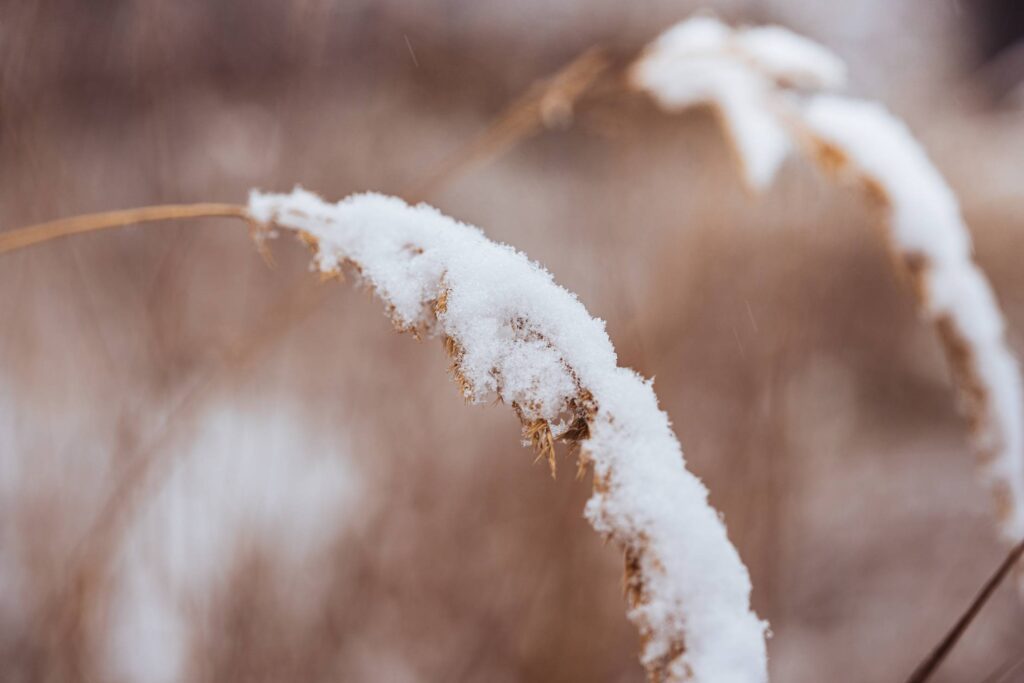 Snowy Dry Grass Free Photo