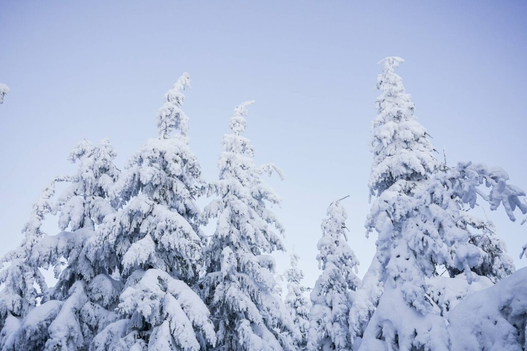 Snowy Trees and Blue Cloudless Sky Free Photo