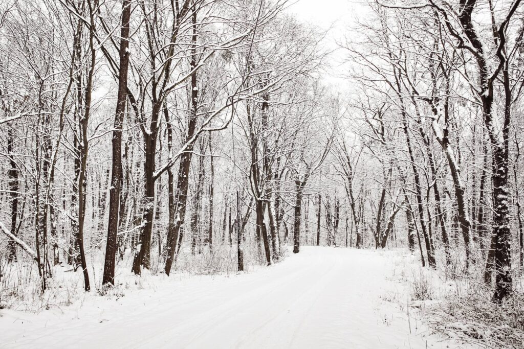 Snowy Winter Road in a Forest Free Photo