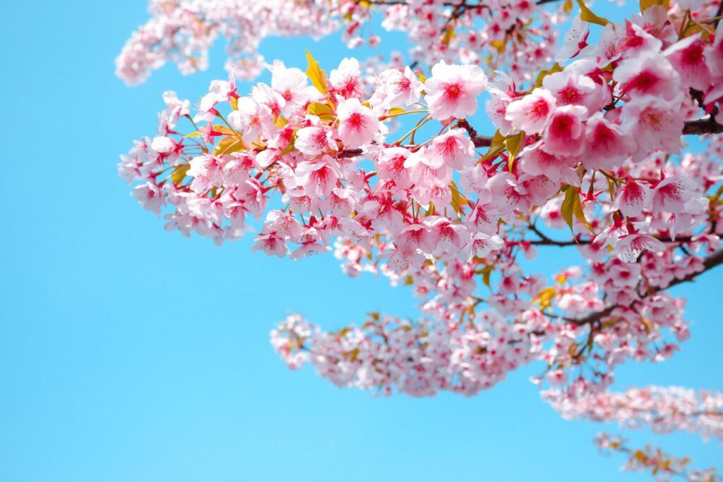 Soft focus,Cherry Blossom or Sakura flower against blue sky beautiful on background a spring day Free Photo