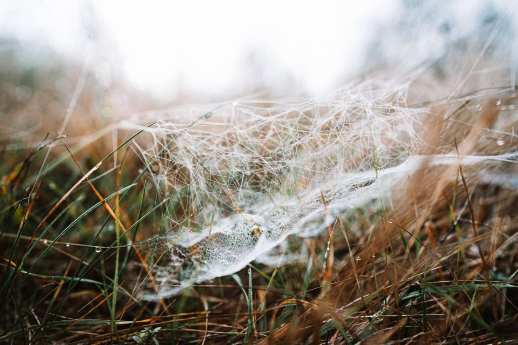 Spider Net in Grass in Fog and Rainy Weather Free Photo