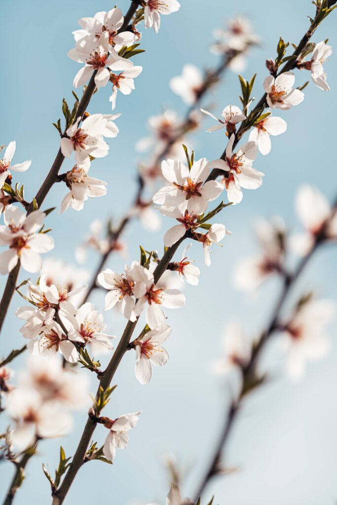 Spring Almond Blossoms Free Photo