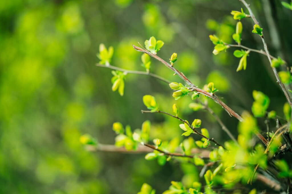 Spring Branch with Buds Free Photo