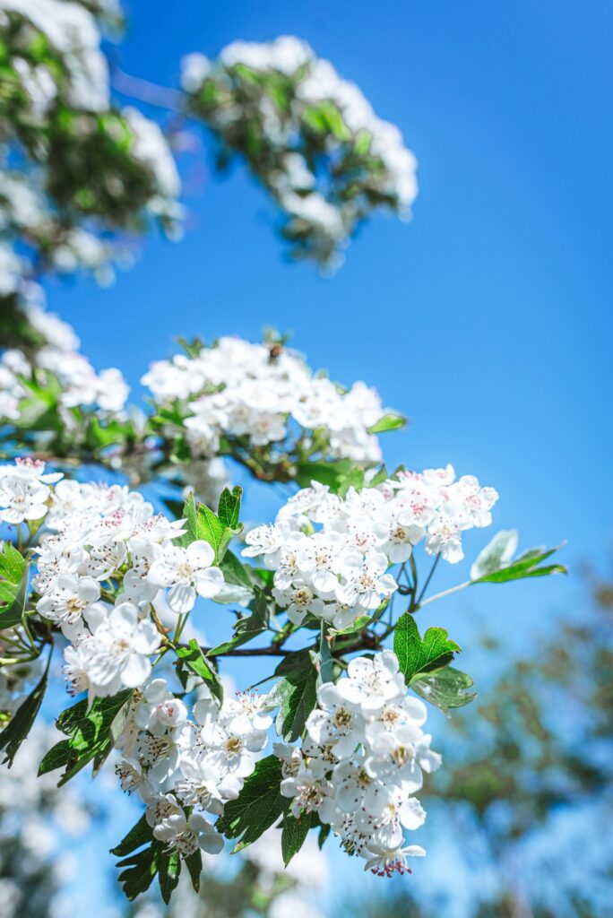 Spring Flowers Against Blue Sky Free Photo