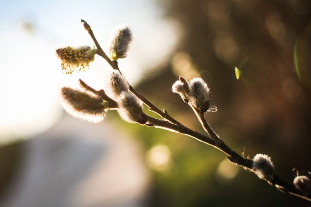 Spring is here! Salix caprea (goat willow) Free Photo