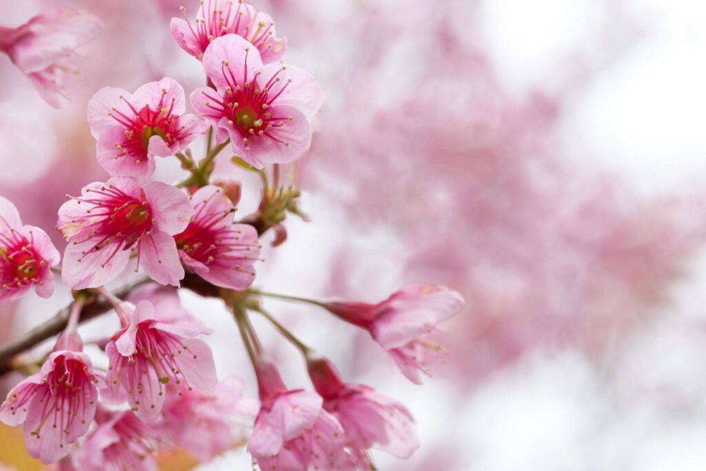 spring sakura pink flower abstract nature background Stock Free