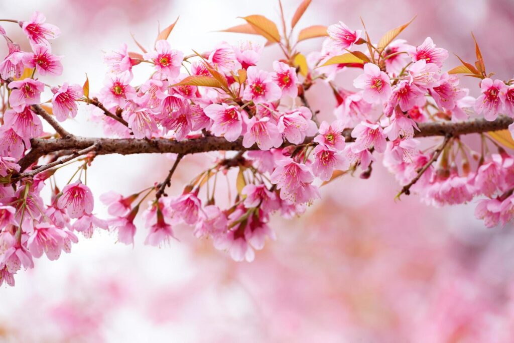 
									spring sakura pink flower abstract nature background Free Photo