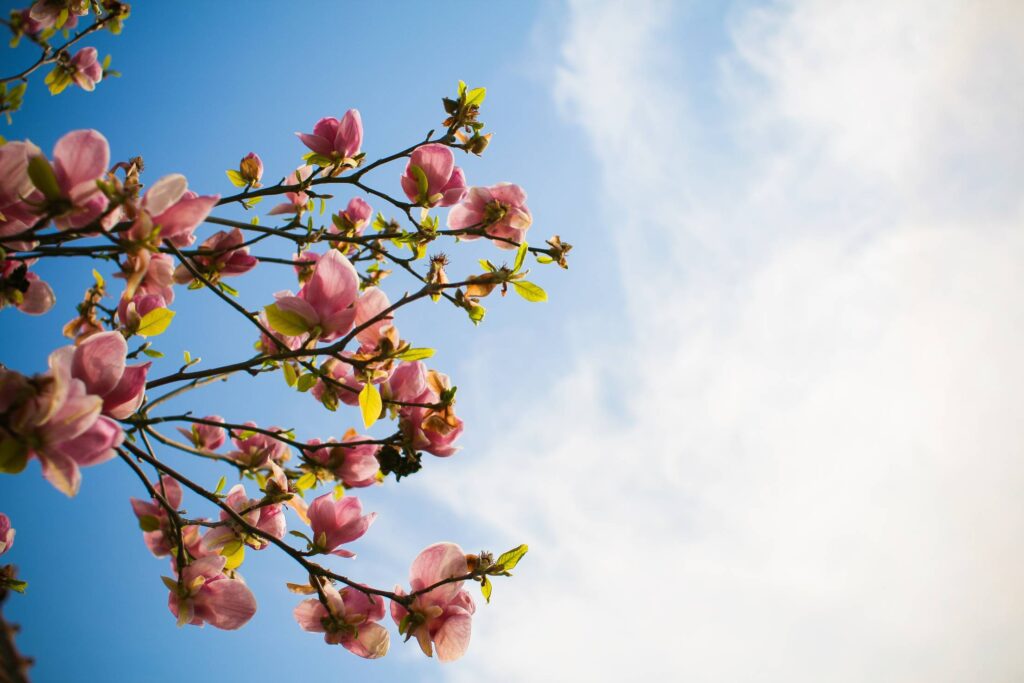 Spring Sky Free Photo