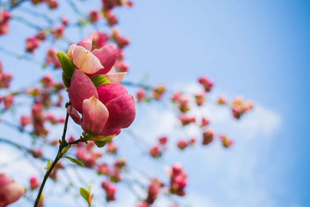 Spring Tree Blooms Detail Free Photo