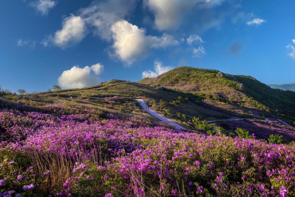 spring view of pink azalea flowers at Hwangmaesan Mountain with the background of sunlight mountain range near Hapcheon-gun, South Korea. Stock Free