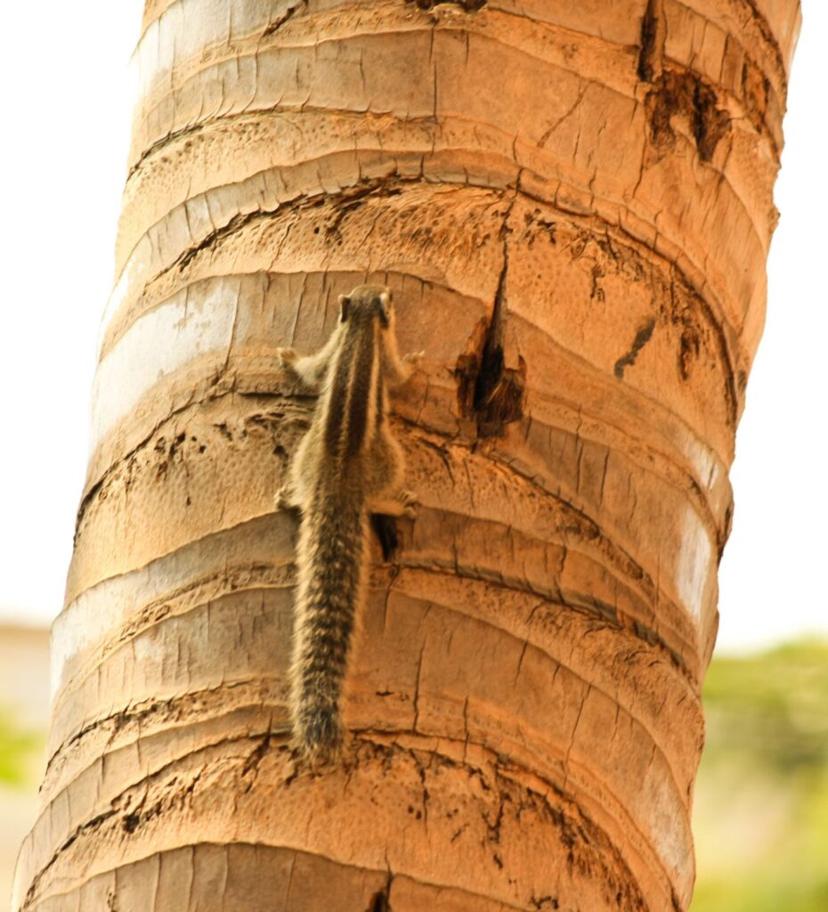 Squirrel Climbing Tree Stock Free