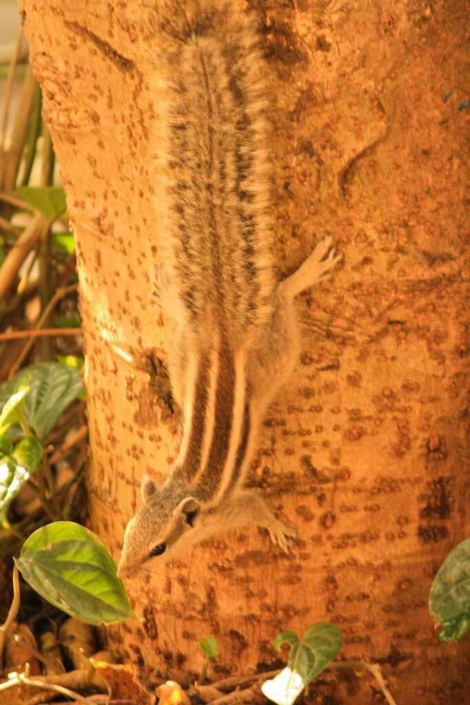 Squirrel Coming Down Stock Free