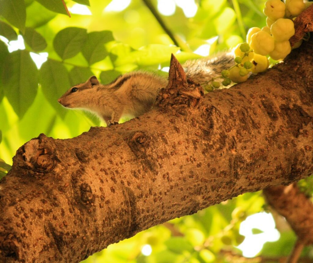 Squirrel Tree Branch Stock Free