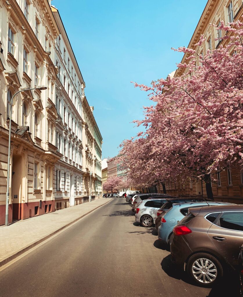 Street Full of Blooming Trees in Brno, Czechia Free Photo