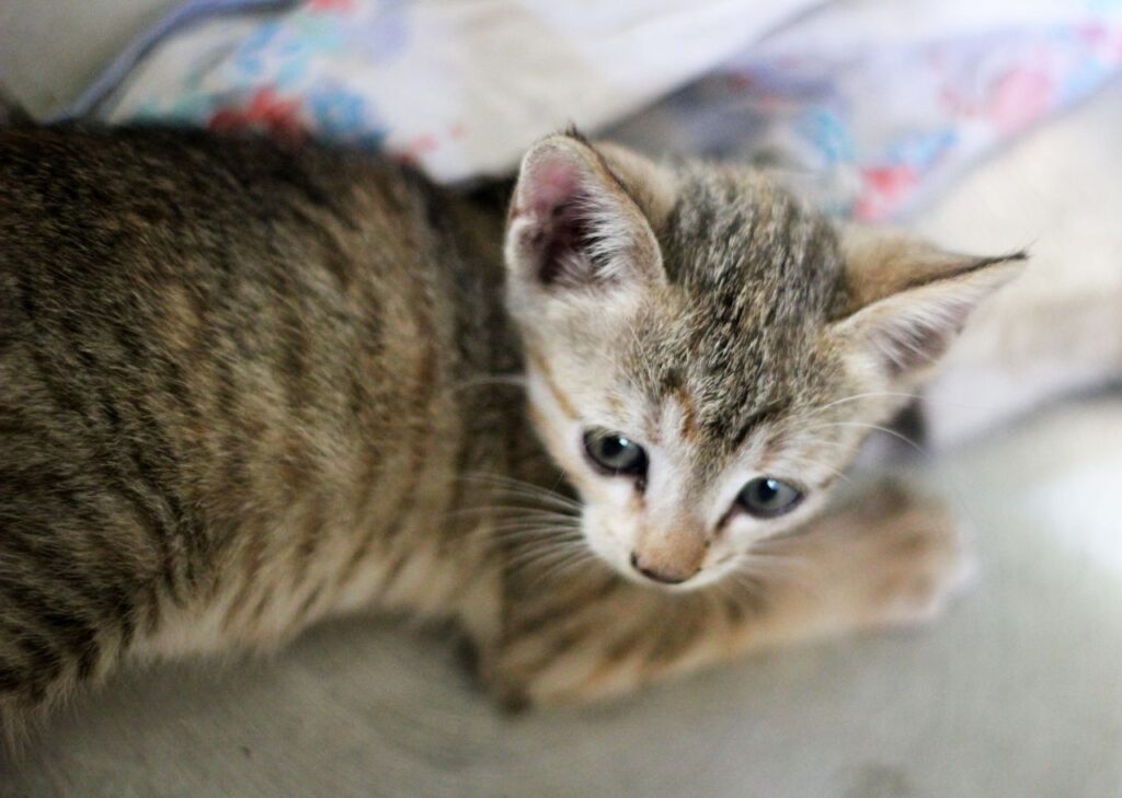 Striped Baby Cat Kitten Stock Free