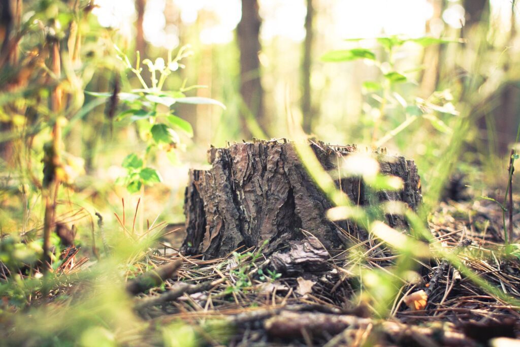 Stump in Forest Free Photo