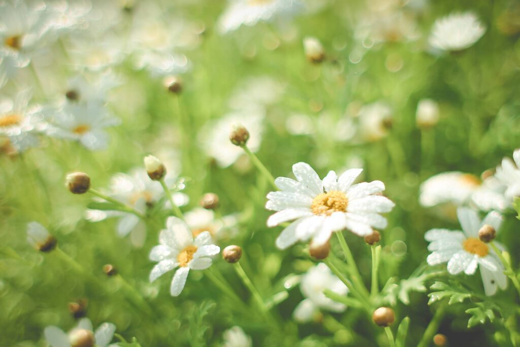 Summer Daisy Field Free Photo