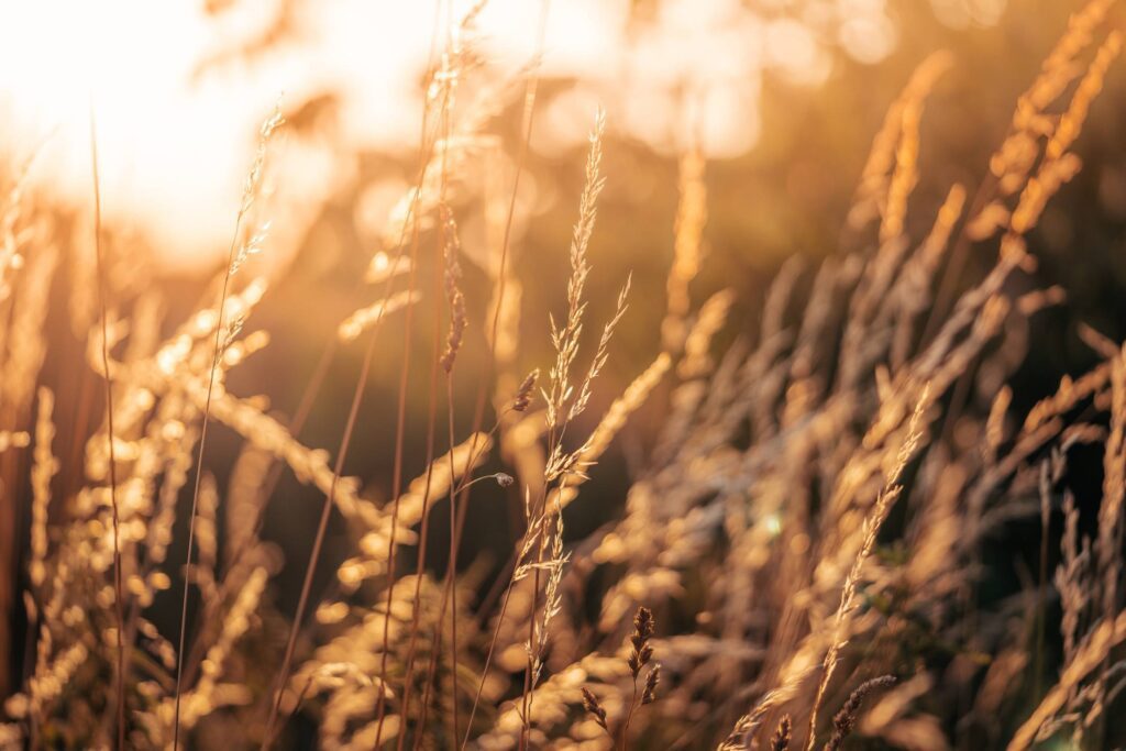 Summer Grass Against The Sun Free Photo