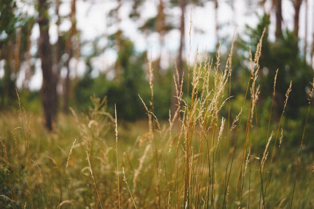 Summer High Grass in the Forest Free Photo