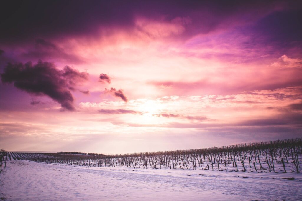 Sun and Clouds over Snowy Wineyard Free Photo