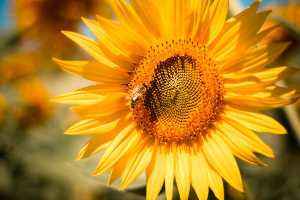 Sunflower with a Bee Free Photo