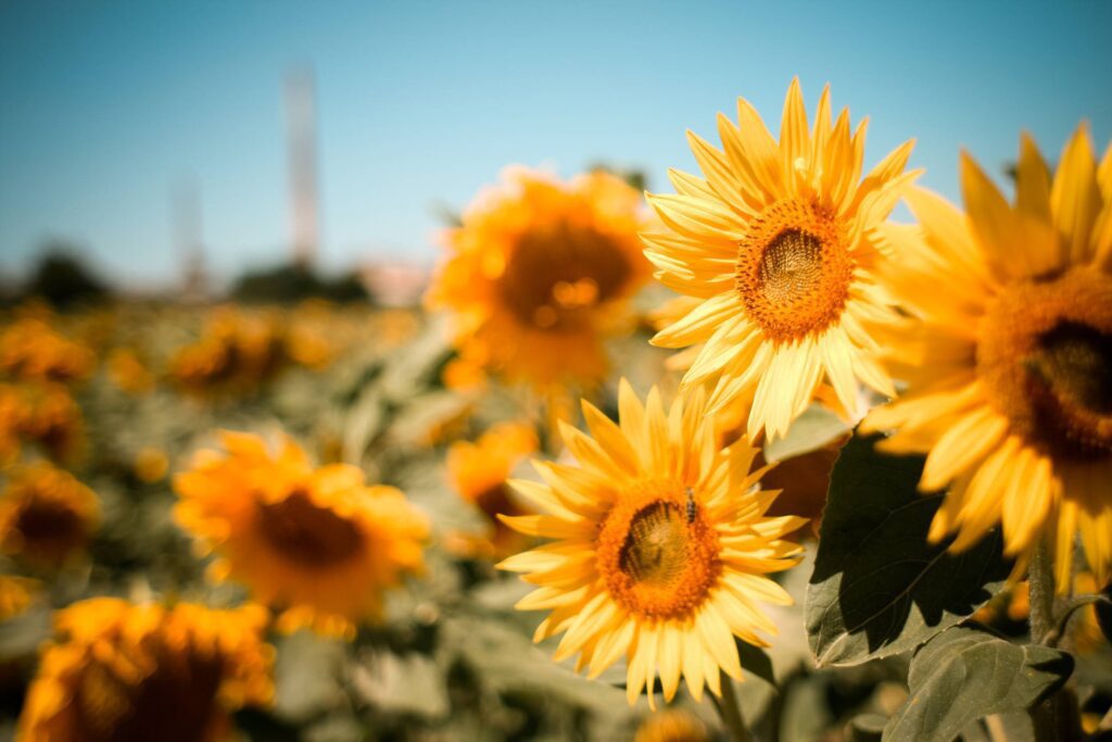 Sunflowers Field Free Photo