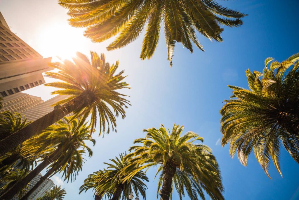 Sunny Bottom View of High Tropical Palms Free Photo