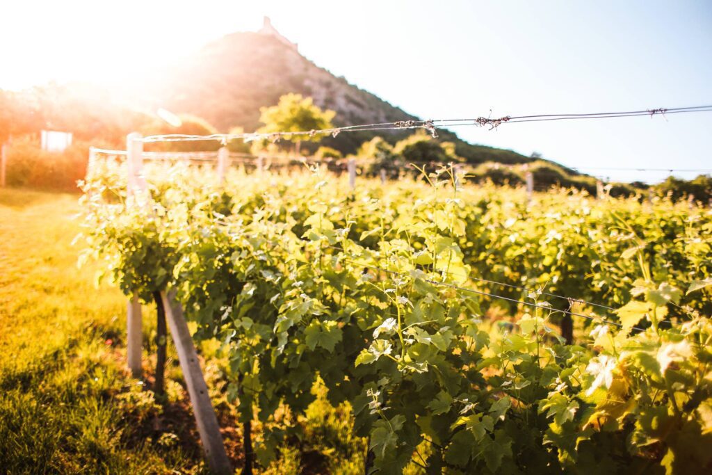 Sunny Vineyard in Summer Free Photo