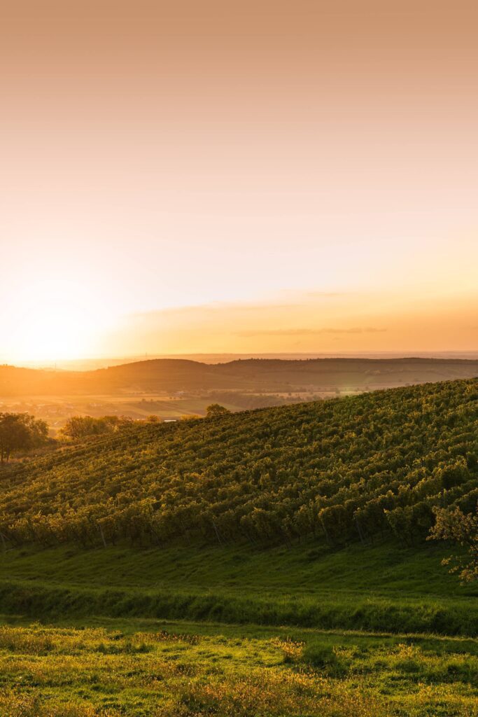 Sunset over Moravian Vineyards Free Photo