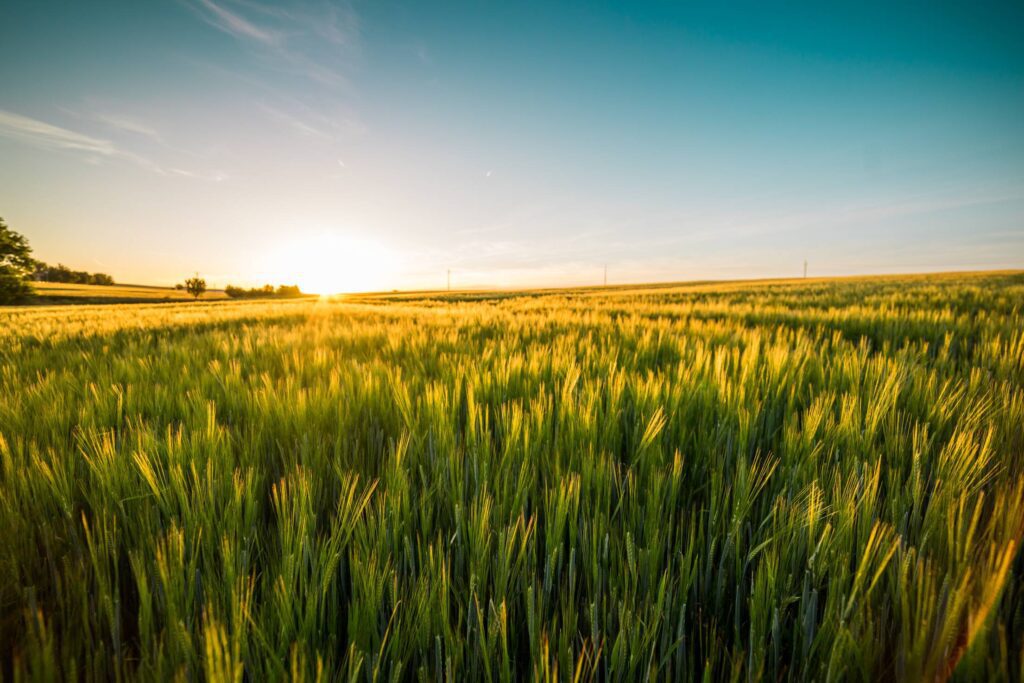 Sunset Over The Wheat Field Free Photo