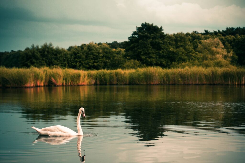 Swan on the Lake Free Photo