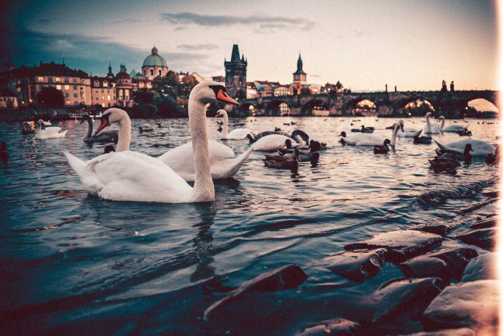 Swans near Charles Bridge, Prague Free Photo