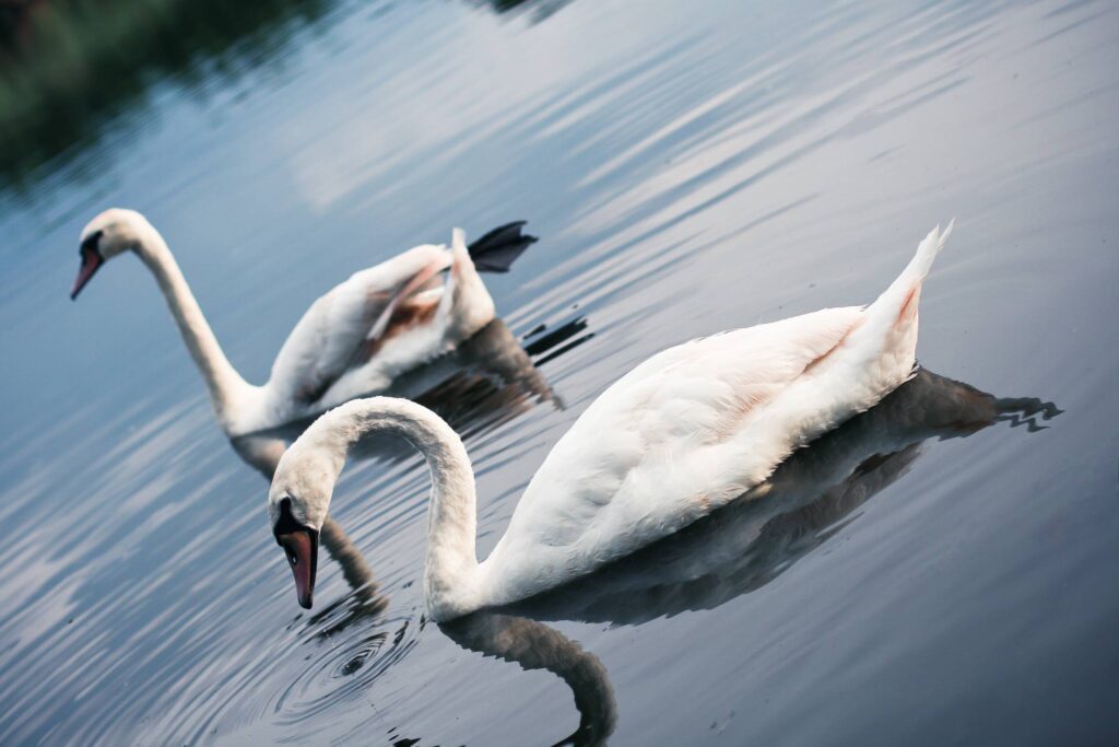 Swans on the Lake Free Photo