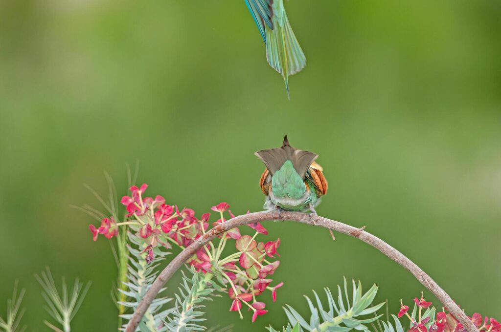 Tail of the European Bee-eater, Merops apiaster. Green background. Colourful birds. Stock Free