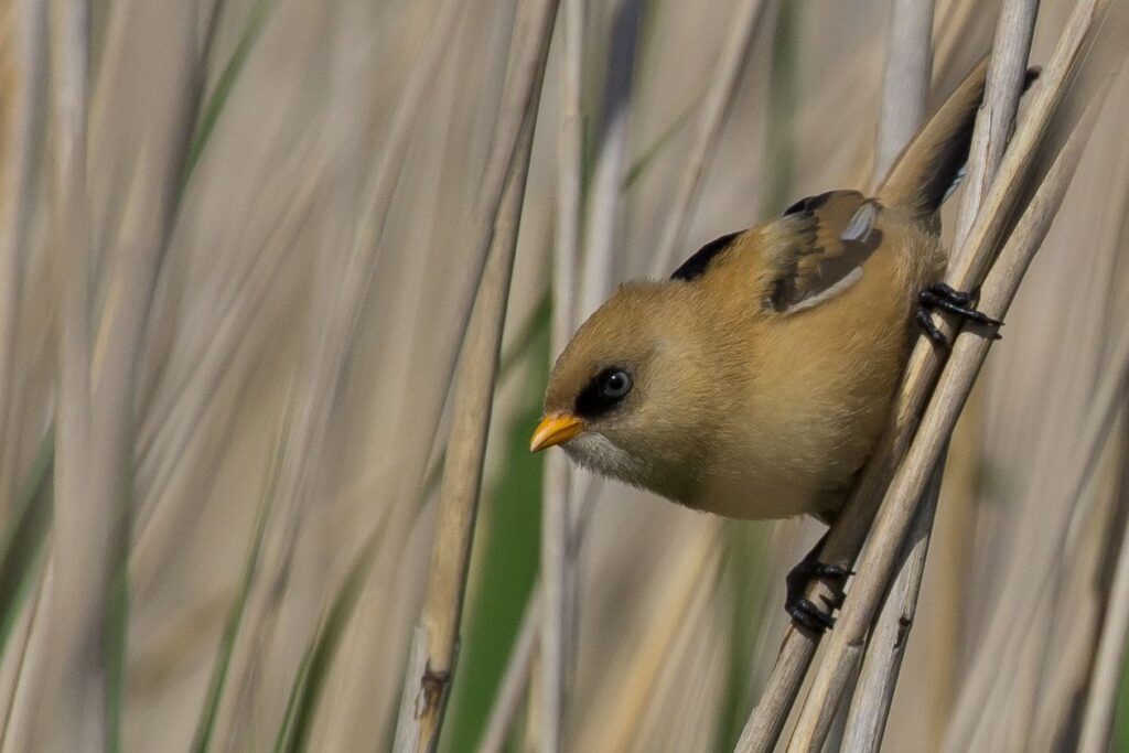 The bearded reedling Stock Free