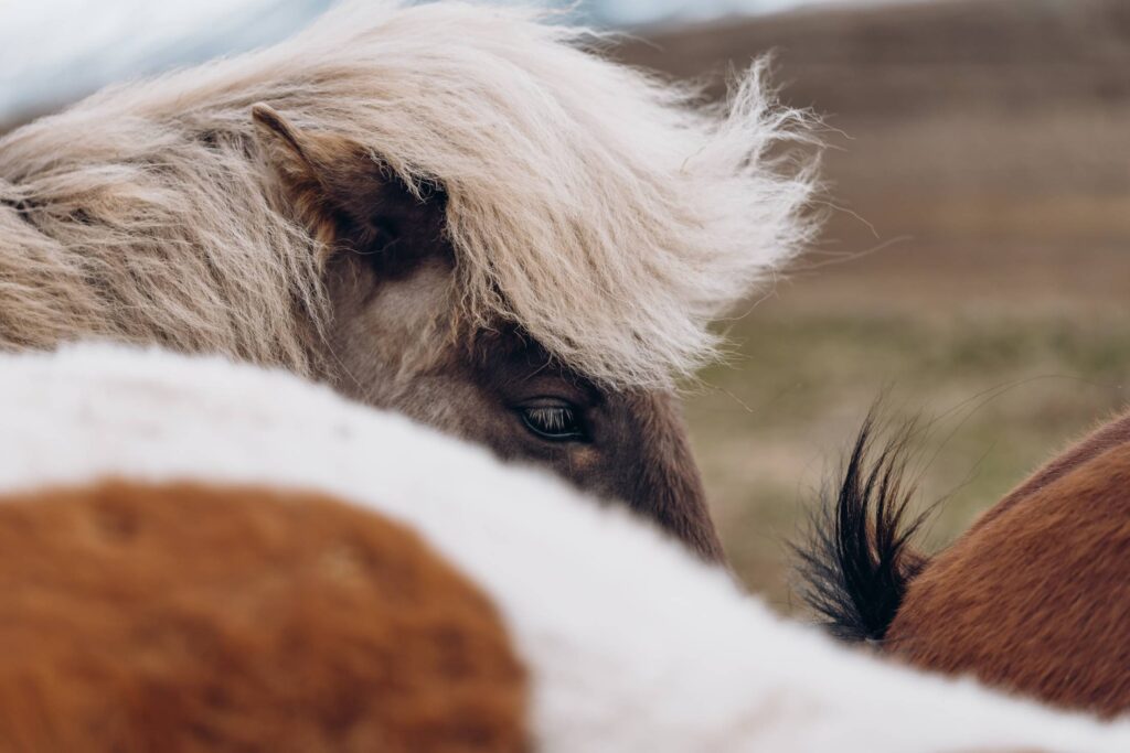 The Best Ever Hairstyles of Icelandic Horses Free Photo