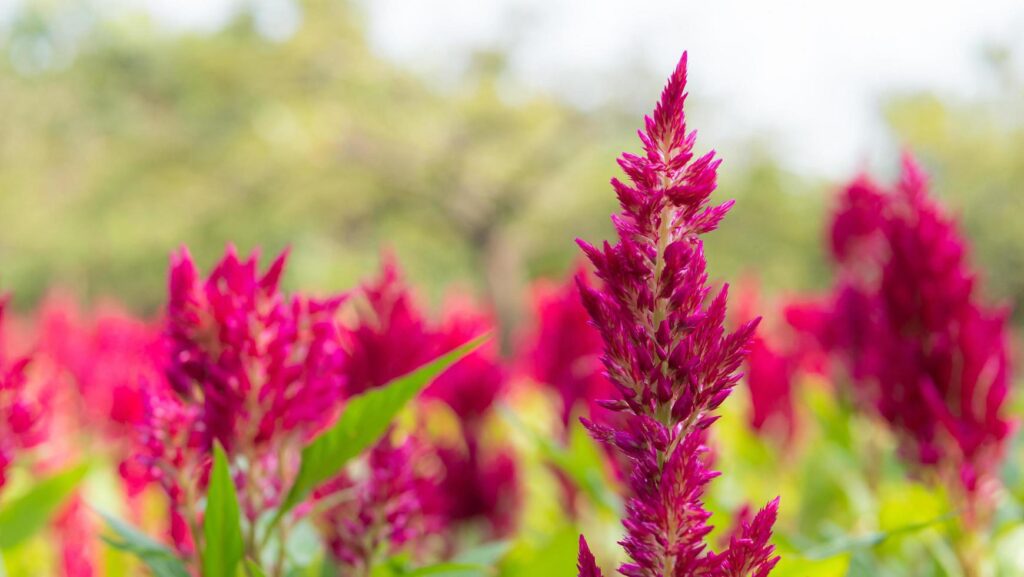 The dark pink flower is called Cockscomb or Chainese Wool Flower.The scientific name is Celosia argentea Linn. Stock Free