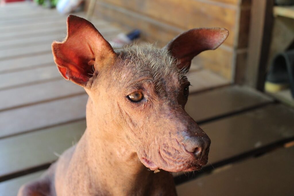 The Peruvian Hairless Dog Stock Free