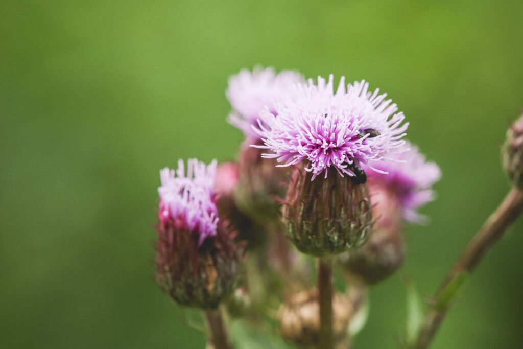 Thistle with Bugs Close Up Free Photo