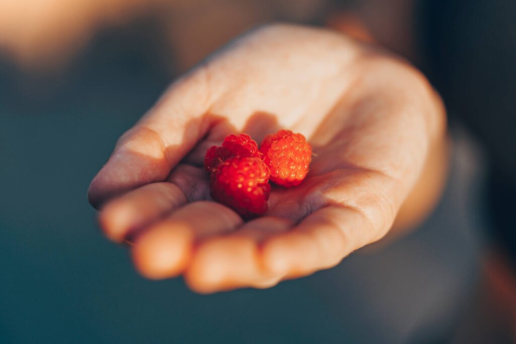 Three Raspberries in Hand Free Photo