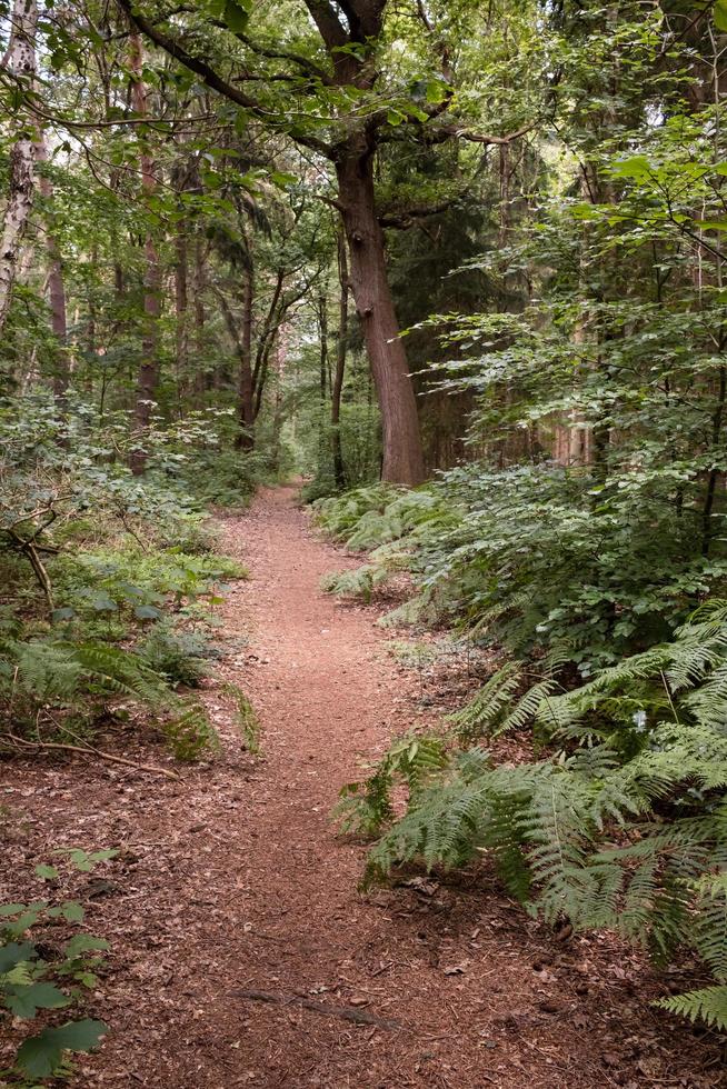 Trail in a beautiful forest, among trees and ferns, on a summer day. Tourism and active lifestyle. Stock Free